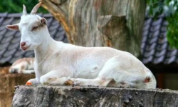 5 Ways New Technology Is Helping Animals